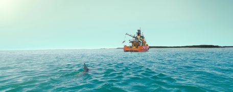 Горор-трилер про акул і маніяка, який «прогриз» собі дорогу в Канни